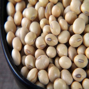 Semillas de Soja Secas Sin GMO para Agricultura, Producción Comercial de Cultivos y Necesidades de Compra de Semillas al por Mayor - Product Image 5