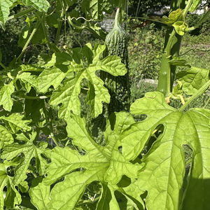 Semillas de Melón Amargo Avanzadas para Cultivo a Gran Escala con Fuerte Resistencia a Enfermedades y Alta Tasa de Germinación - Product Image 5