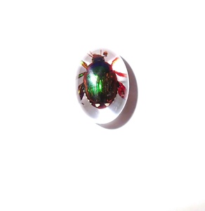 Cabochon ovale en plastique avec spécimen réel de coléoptère Golden Cockchafer, 12x18 mm, fond plat transparent, pour artisanat et fabrication de bijoux - Product Image 4