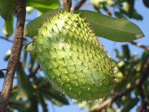 Goyavier congelé en gros : le meilleur choix pour les importateurs, prix compétitifs, emballage OEM - Product Image 6