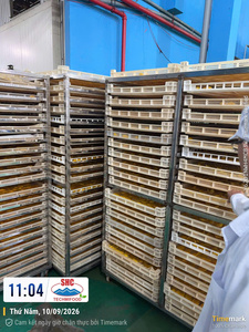 Rodajas de Mango Deshidratado de Primera Calidad, Dulce Snack de Fruta Tropical, Exportación de Vietnam, Venta al por Mayor a Granel, Conservado en Agua, Suave, 10 kg - Product Image 4