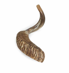 Shofar en corne de bœuf très demandé, tendance du moment, corne naturelle, écologique, fait main, haute qualité, pour usage religieux, casher - Product Image 5
