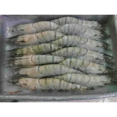 Crevettes tigrées noires congelées