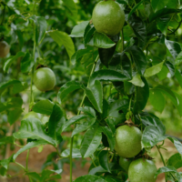 Verse Passievrucht – Natuurlijk Zoet & Pittig, Levendig Aroma, Premium Kwaliteit