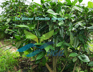 Extrait de thé pur naturel (Camellia sinensis) de qualité alimentaire, 50 % de saponines de thé standardisées, fourni directement par l'usine HGO - Product Image 2