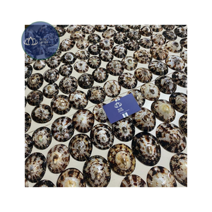 [ALTA CALIDAD] |   Escamas de Concha de Limpet Azul Trituradas a Granel |   Materia prima para la producción de posavasos de resina en Vietnam - Product Image 6