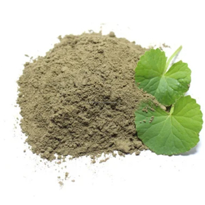 Polvo de Brahmi Seco Natural |   Bacopa Monnieri |   Potenciador de Memoria Herbal para el Alivio del Estrés |   99% de Pureza |   Marca CareQue |   Rajasthan - Product Image 6