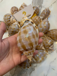 Assorted Small and <b>Large</b> Sea Shells Natural Marine Shells for Craft Aquarium Decor Vietnam Supplier Bulk Export - Product Image 2