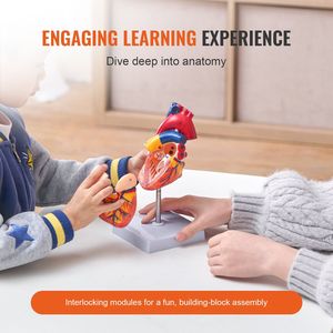 Modello di Cuore Umano in Scala 1:1 in Due Parti, Modello Anatomico Numerato del Cuore, Struttura Corretta per Scienza Medica - Product Image 3