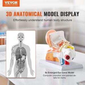 Professionale PVC anatomico orecchio modello 3 parte 5x ingrandito orecchio umano Display per la fisiologia formazione Base scienza medica - Product Image 2
