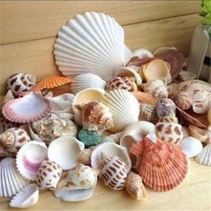 เปลือกหอยตกแต่งธรรมชาติหลากหลายชนิดสำหรับตกแต่งตู้ปลา งานฝีมือ DIY และจัดแต่งภาพถ่าย - Product Image 1