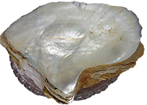 Pearl Seep Moti Asli Pearl Gemstone <span class=keywords><strong>Shell</strong></span> Seep Mooti Hierbas crudas secas Extracto de plantas al por mayor Producto a base de hierbas - Product Image 3