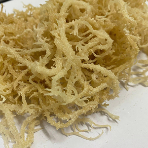 Raw Wildcrafted Sea <b>Moss</b>/ <b>Dried</b> Seaweed/ Gold and Purple Irish Seamoss From Vietnam Ms. Lily - Product Image 1