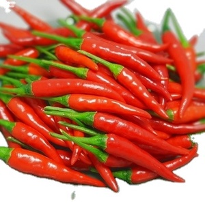 CHILE VERDE FRESCO PICANTE / Pimientos Verdes Picantes de Alta Calidad Directo de Fábrica - Product Image 4