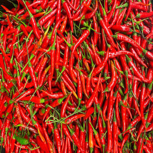 Piment rouge entier indien 100% pur de qualité supérieure avec une durée de conservation de 24 mois pour les usines de transformation et de production commerciales - Product Image 2