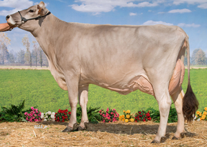 Wholesale Brown Swiss <b>Cow</b> Supply for Livestock Traders and Dairy Farm Owners - Product Image 1