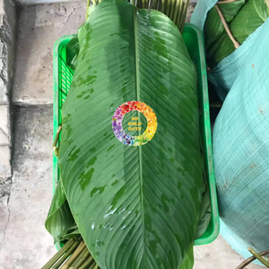 Hojas de Dong Verdes Naturales Enteras y Frescas, Envoltorio Ecológico para Alimentos, Empaque para Pastel Chung, Agricultura Vietnamita - Caryln - Product Image 6