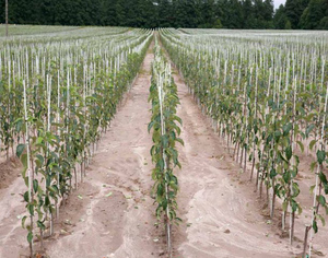 Sturdy Garden Plant Stakes for Beans,Vegetable - Product Image 4