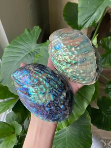 Natural <b>Abalone</b> <b>Shell</b> Premium Decorative Seashell for Jewelry Craft Home Wedding Decoration Wholesale Vietnam Exporter - Product Image 3