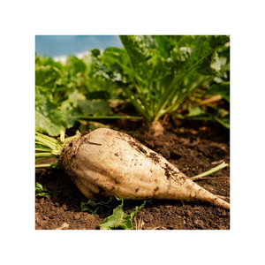 Remolacha Azucarera de Alta Calidad, Productos Agrícolas Cuidadosamente Seleccionados para Procesamiento Comercial y Aplicaciones Alimentarias - Product Image 1