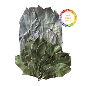 Premium Dried Soursop Leaves for Herbal <b>Tea</b> Natural Graviola Leaves Wholesale Vietnam Origin Factory - Product Image 4