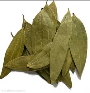 Feuilles de Laurier de Qualité Supérieure, Naturelles, Fraîches et Entières pour la Cuisine, la Transformation Alimentaire et la Vente en Gros d'Ingrédients Épicés - Product Image 2