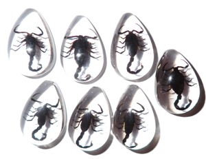 Cabochon Black Scorpion Real Specimen Pear Shape cut <b>top</b> 33x22 mm Clear Flat Bottom for Crafts and Jewelry Making - Product Image 1