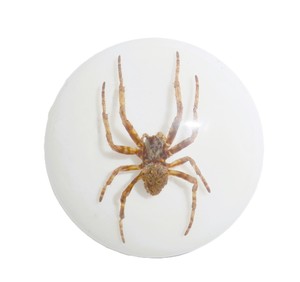Ghost <b>Spider</b> Real Specimen <b>Plastic</b> Cabochon Round 38x38 mm White Flat Bottom for Crafts and Jewelry Making - Product Image 2