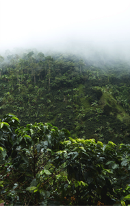 Arábica tostado, precio razonable, grano de café, venta al por mayor, Etiqueta Privada, servicio Oem, fabricante de café agrícola de Vietnam - Product Image 3