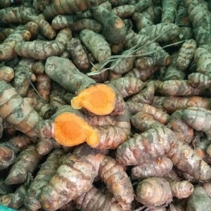 Cúrcuma Cruda Seca, Raíz Entera, Especia Única, Grado Alimenticio, Marca CREKS, 24 Meses de Caducidad, Suministro al por Mayor de 25 kg - Product Image 6