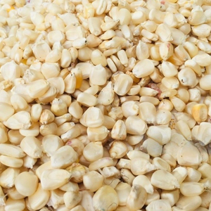 ข้าวโพดขาวพรีเมียมเกรดอาหาร ขายส่งจำนวนมาก คุณภาพสูง พร้อมส่งออก - Product Image 4