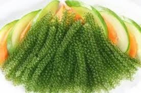 Uvas de Mar Verdes Premium para Exportación - Product Image 6