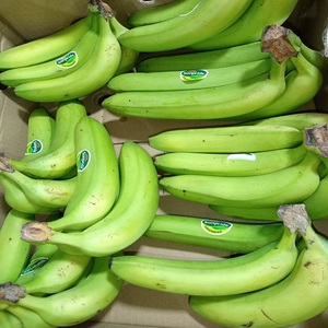 กล้วยเขียวคาวเอนดิชเพื่อสุขภาพ ผลไม้สดใหม่ที่มีคุณค่าทางโภชนาการ เหมาะสำหรับอาหารประจำวัน สมูทตี้ ของหวาน ร้านอาหาร และร้านขายของชำ - Product Image 5