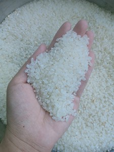 ข้าวหอมมะลิญี่ปุ่นเกรดพรีเมียมเมล็ดสั้น สำหรับซูชิระดับกูร์เมต์  หัก 5% บรรจุสุญญากาศ 1 กก. 5 กก. ผลผลิตใหม่ ราคาแข่งขัน - Product Image 2