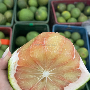 Proveedor de Pomelo Verde de Vietnam |   Pomelo Congelado IQF, Envasado al Vacío para Suministro al por Mayor a Compradores B2B Globales |   KMI - Product Image 2