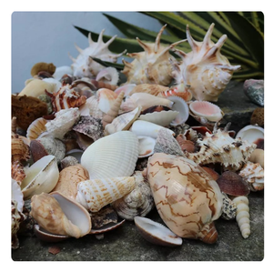 Coquillages d'abalone naturels en gros, grandes coquilles de plage de différentes tailles - Product Image 4