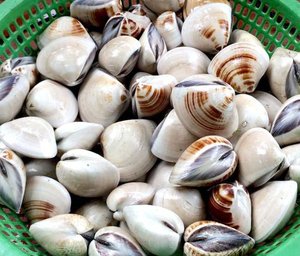 Almejas Blancas Congeladas con Concha y Carne, Suministro OEM para Minoristas y Distribuidores - Product Image 4