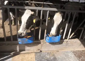 Bebedouro para bebedouros de animais de vaca, gado e cavalo