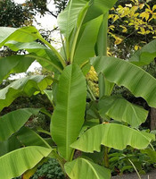 Feuilles de bananier vertes séchées 100cm x 25cm 1kg Durée de conservation de 2 mois à Dong Thap, Vietnam - Région du Delta du Vietnam