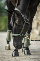 Muserolle en cuir pour cheval avec collier réglable, harnais anti-ébavurage et anti-mastication pour chevaux