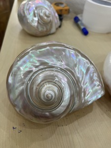 Concha de Nautilus Blanca Natural, Proveedor Mayorista de Conchas Marinas para Decoración del Hogar, Exhibición y Recuerdos - Product Image 4