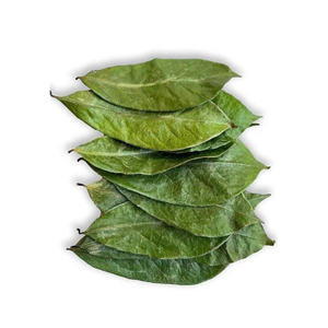 Dried Soursop Graviola Leaves Premium Natural Bulk Export Fermented Vacuum Packaging Private Label Made Vietnam <b>Tea</b> Bags/<b>Box</b> - Product Image 6