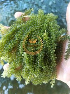 100% algues de raisin salées naturelles (Caulerpa Lentillifera/Lato) emballage OEM étiquette personnalisée sac de Style séché directement Vietnam - Product Image 2