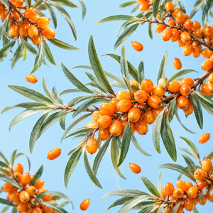 Espino marino de primera calidad, frutos frescos de color naranja, apariencia natural, apto para procesamiento de alimentos y producción de jugos. - Product Image 3