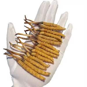 Novo Suplemento de <span class=keywords><strong>Cordyceps</strong></span> <span class=keywords><strong>Sinensis</strong></span> Selvagem 2025 com Melhor Preço, <span class=keywords><strong>Cordyceps</strong></span> Suplemento Hong Kong <span class=keywords><strong>Yarsagumba</strong></span> <span class=keywords><strong>Cordyceps</strong></span> <span class=keywords><strong>Sinensis</strong></span> - Product Image 2