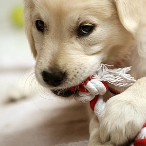 Juguete Masticable para Mascotas con Diseño de Material Personalizado y Elección de Color, Juguetes Interactivos para Perros, Juguete Resistente para Masticar, Pelota de Cuerda, Navidad, Año Nuevo - Product Image 6