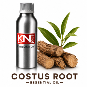 Huile Essentielle de Racine de Costus 100% Pure, Vente Chaude, Fabricant en Gros, Saussurea lappa Certifiée Biologique, Exportateur Mondial - Product Image 1