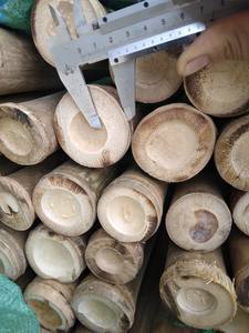 Varas de Bambú Natural de Vietnam al por Mayor, Cañas de Bambú Rectas para Soporte de Plantas de Jardín - Product Image 5