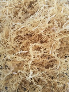 มอสทะเลธรรมชาติและมอสไอริชปริมาณมากสำหรับการส่งออกข้อมูลทองคำ99รายการพร้อมการจัดส่งที่ปลอดภัยและอุปทานที่สม่ำเสมอ - Product Image 5