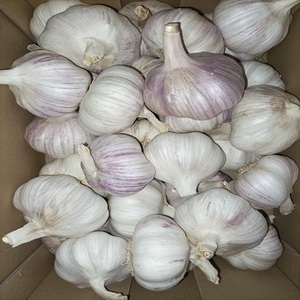 Ajo Blanco Puro Fresco al por Mayor - Nueva Cosecha, Bulbos de Ajo Blanco Normal Grado A, Ajo (Allium Sativum) de Calidad de Exportación para Especias y Alimentos - Product Image 1